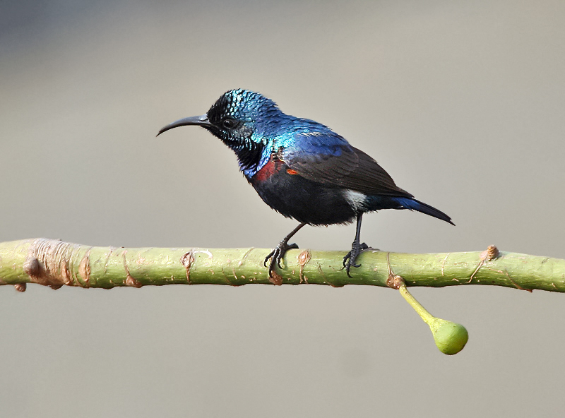 The purple sunbird (Cinnyris asiaticus) is a small bird in the sunbird family found mainly in South and Southeast Asia