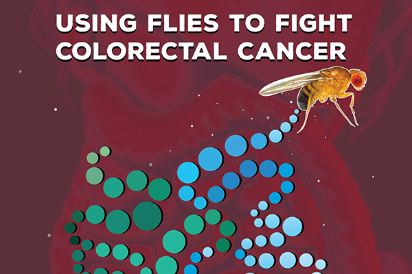 Using Flies to Fight Colorectal Cancer